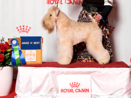 AOE Clancy Dec 2021 Royal Canin