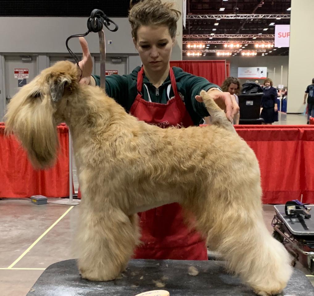 Finn Preps For Dec 2019 Royal Canin National_AOM