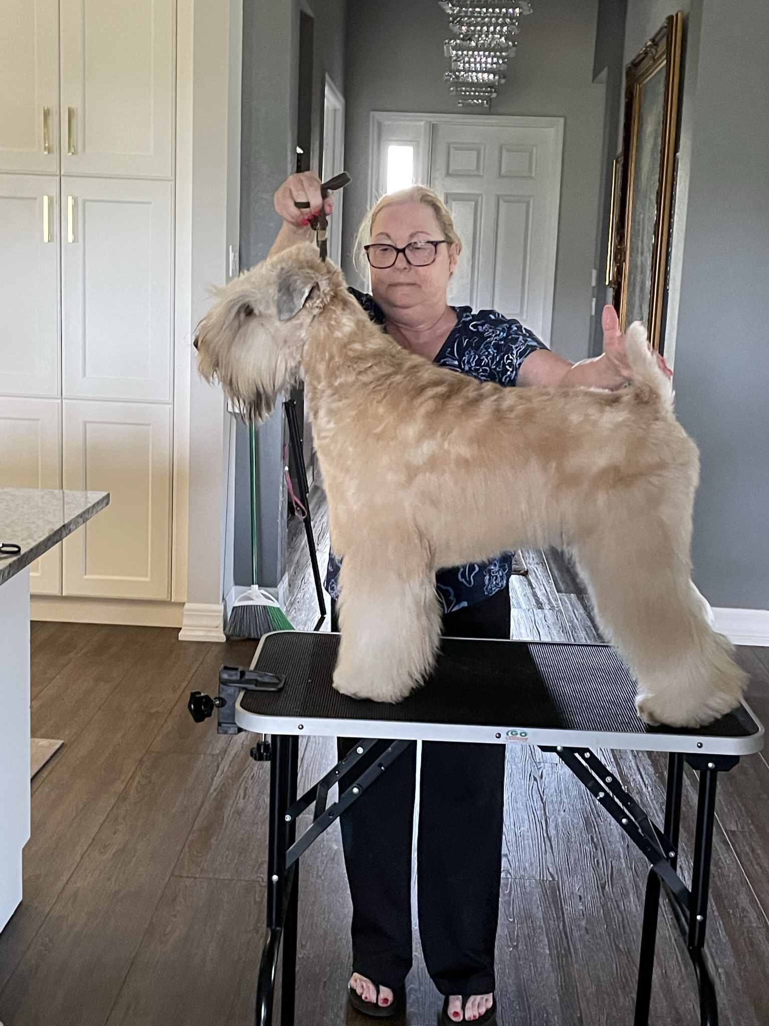 Franklin at home getting groomed