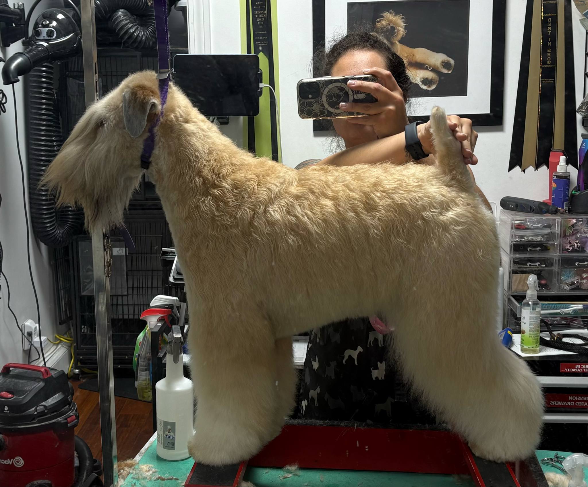 Sapphire Getting Show Ready spring 2025