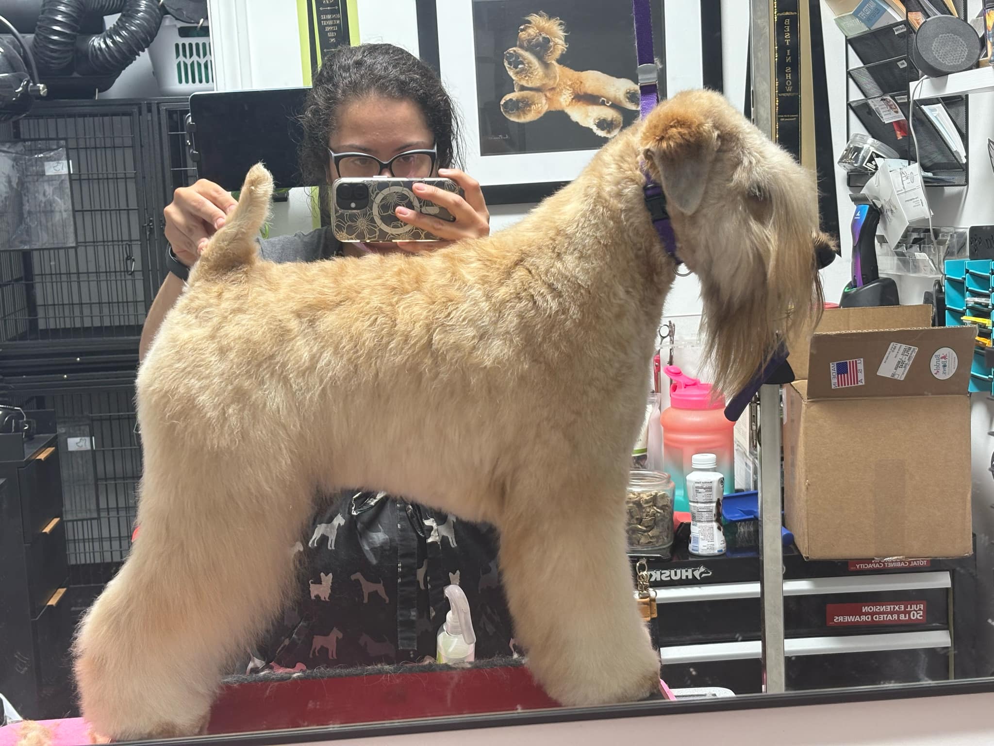 Topper getting show ready Spring 2025