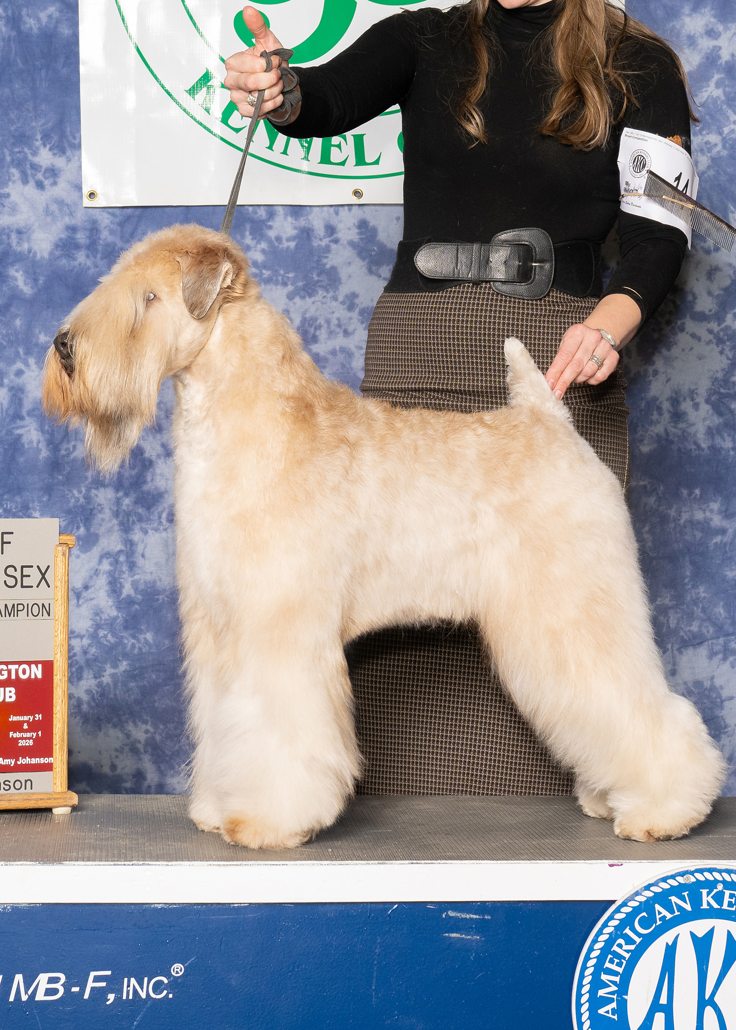 NEW GCH Sapphire SNAG