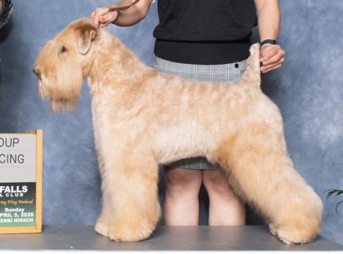 TOPPER … GCH MacPhail Palacio ZingBoom Big Thyme HA1